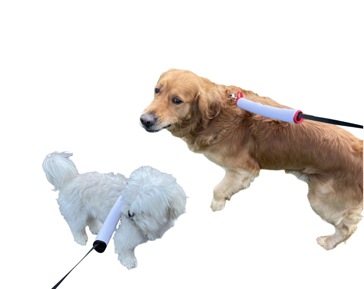 A golden retriever and a small white dog wearing blank Lead Sleeves on their leashes — ready for sublimation print